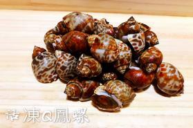 活凍Q鳳螺(小)