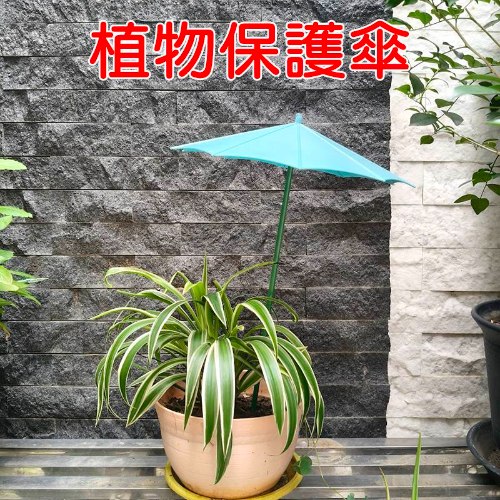植物保護傘 1支