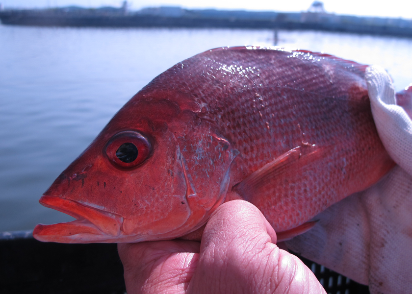 紅魚(赤鰭笛鯛)