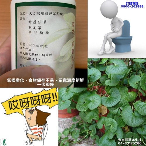 大自然草本 蚶殼仔草粉錠