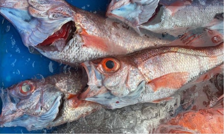 宜蘭大紅喉魚