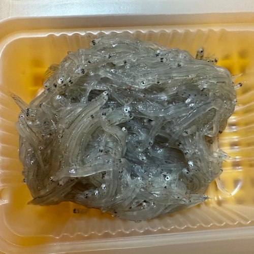生凍吻仔魚200g/盒(分兩區)$150
