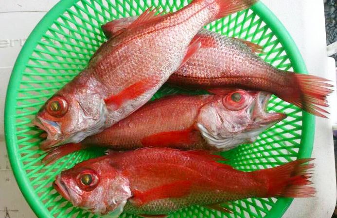 宜蘭大紅喉魚