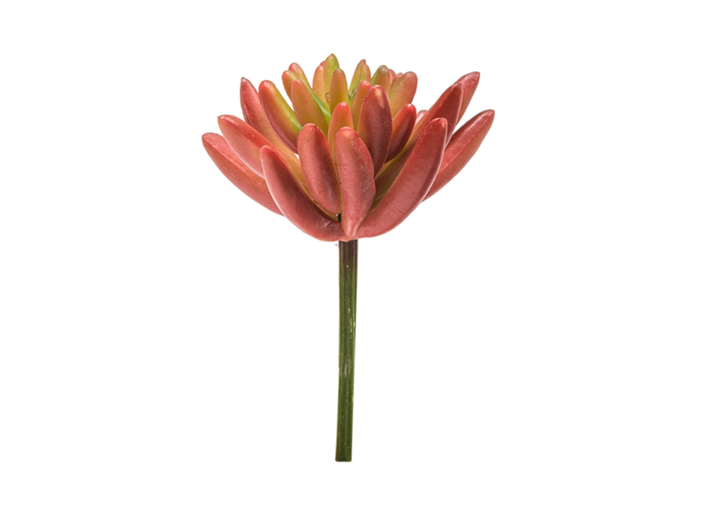 辣椒果(紅色)