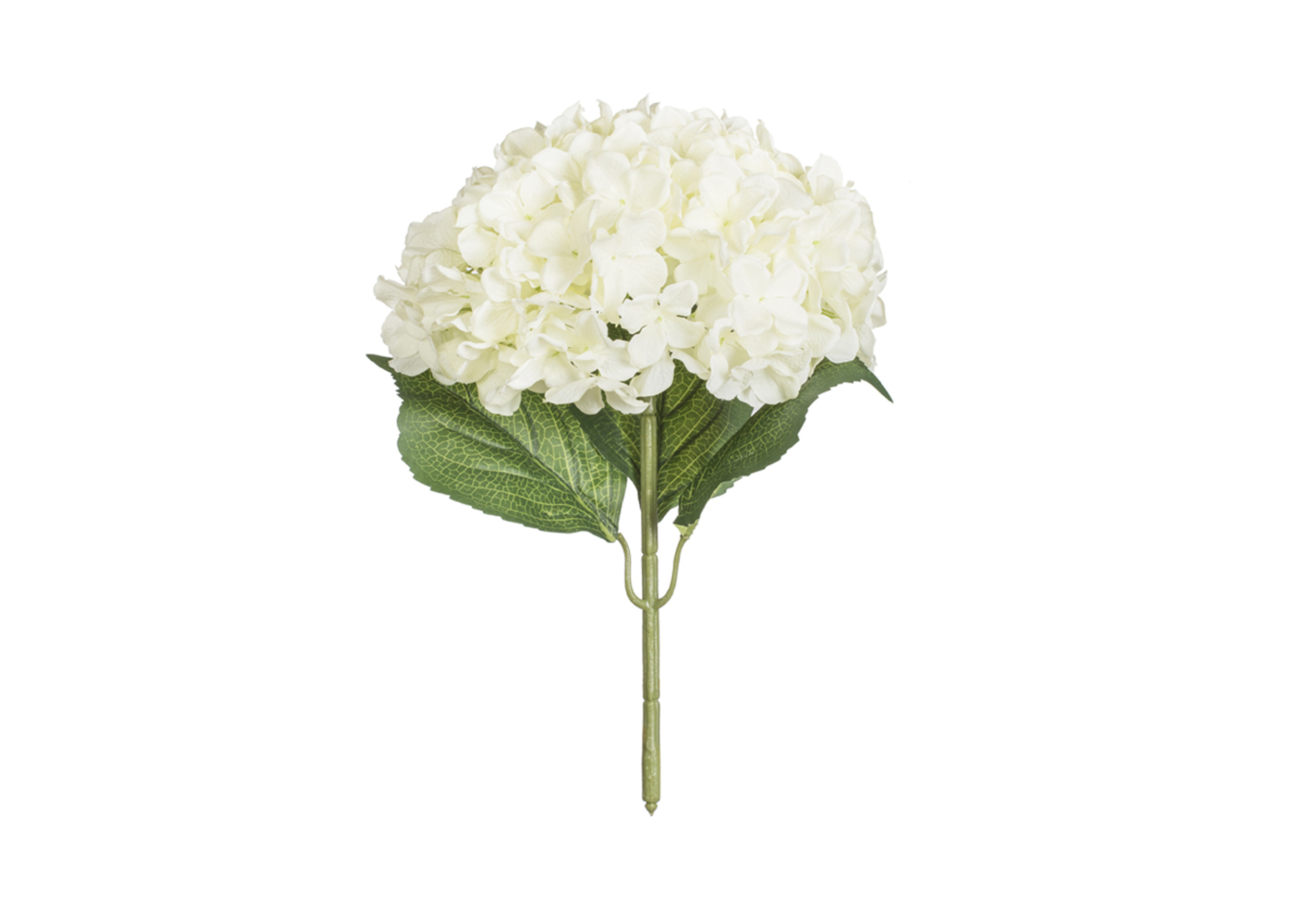 大號繡球花
