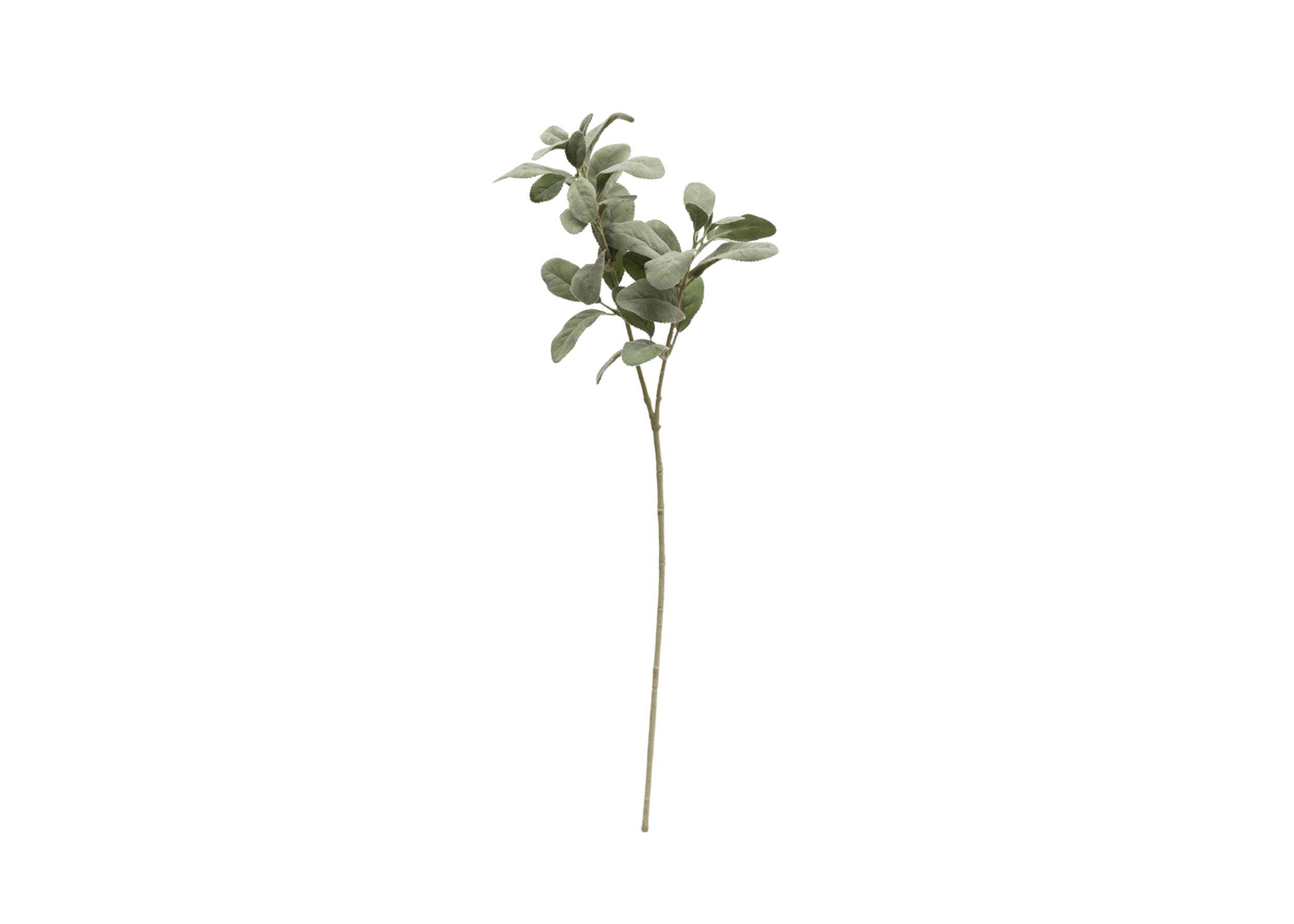 檸檬樹枝