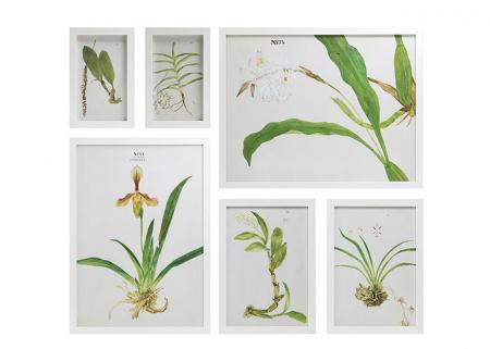杉木邊框植物圖案掛畫組(白色)-套六