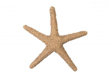 海星擺件(棕色)