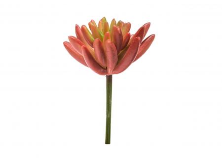 辣椒果(紅色)