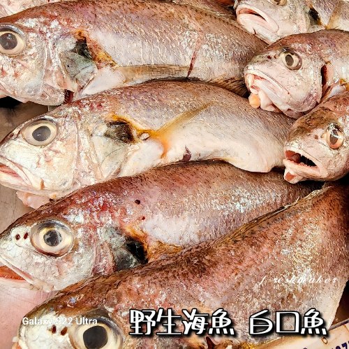 白口魚〈野生海魚〉