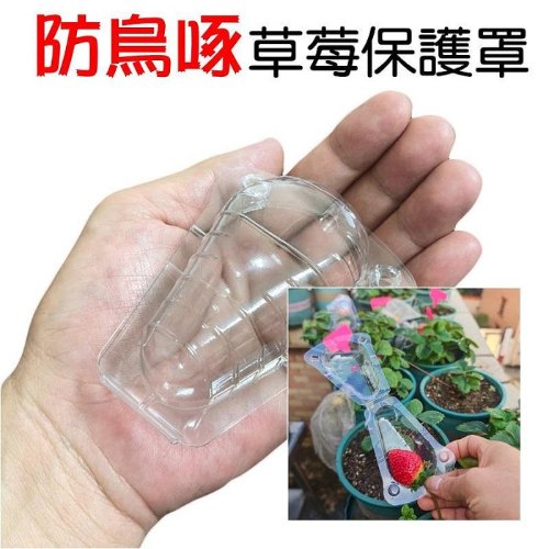 草莓透明保護罩 1個
