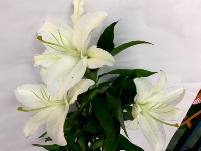 香水百合 (5支/束)(過年市價)