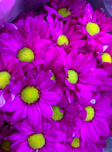 菊花 (1支/束)