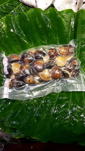 蛤蜊(600g)