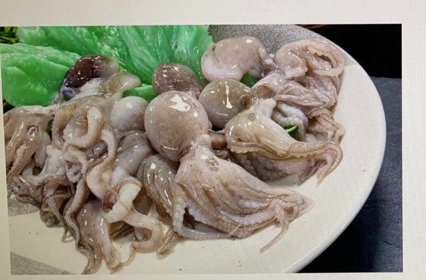 小章魚